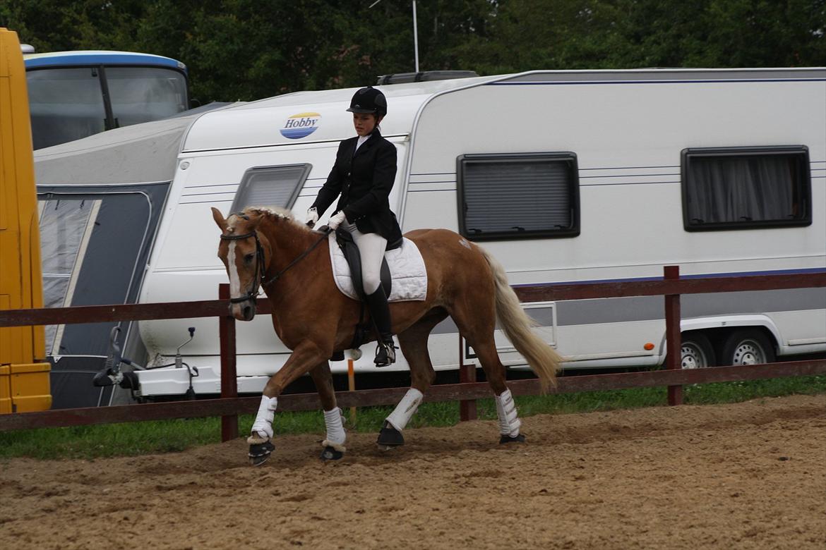 Haflinger Melina/ BELLA <3 billede 12