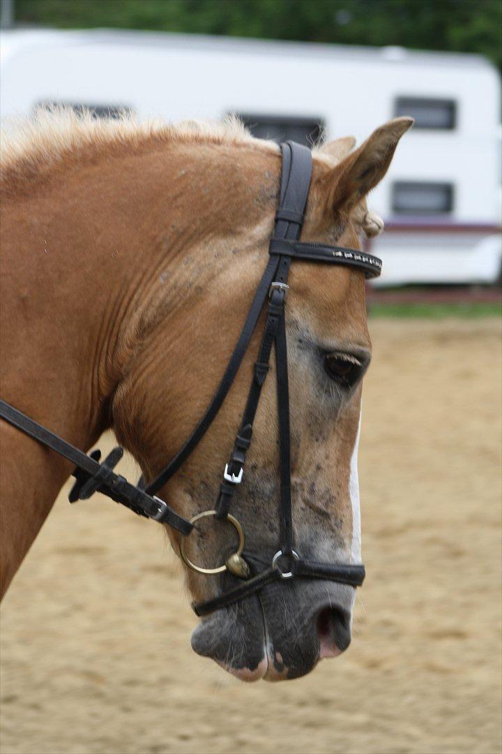 Haflinger Melina/ BELLA <3 billede 4