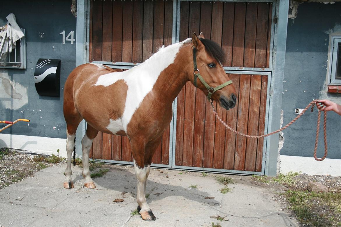 Anden særlig race Topper (SOLGT) - sidste dag med dig :'( mizz you billede 20
