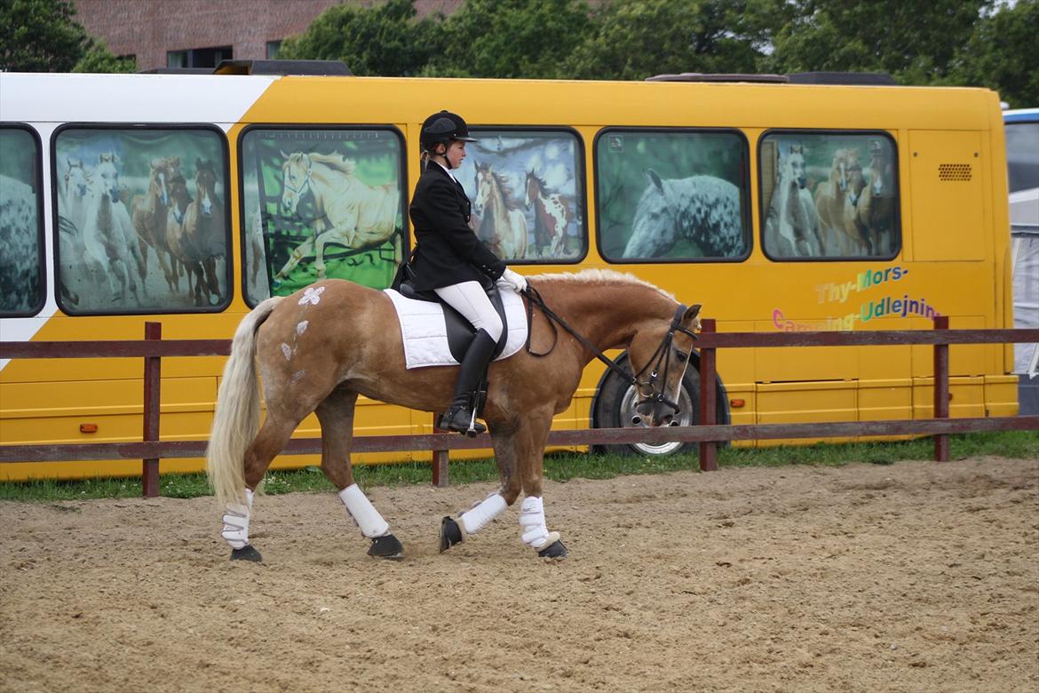 Haflinger Melina/ BELLA <3 billede 15