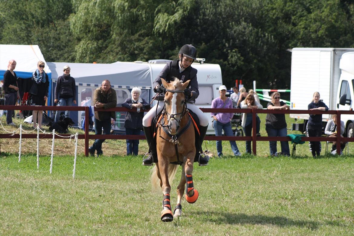 Haflinger Melina/ BELLA <3 billede 5