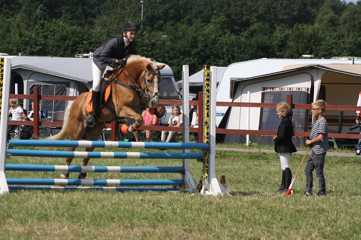 Haflinger Melina/ BELLA <3 billede 7