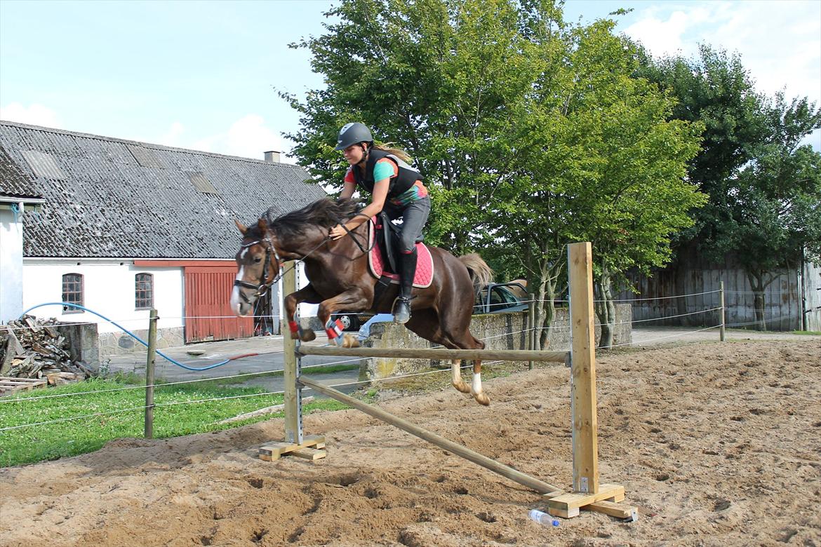 Tysk Sportspony starpower ladysmock /smokie - på miniridelejer hos maya billede 12