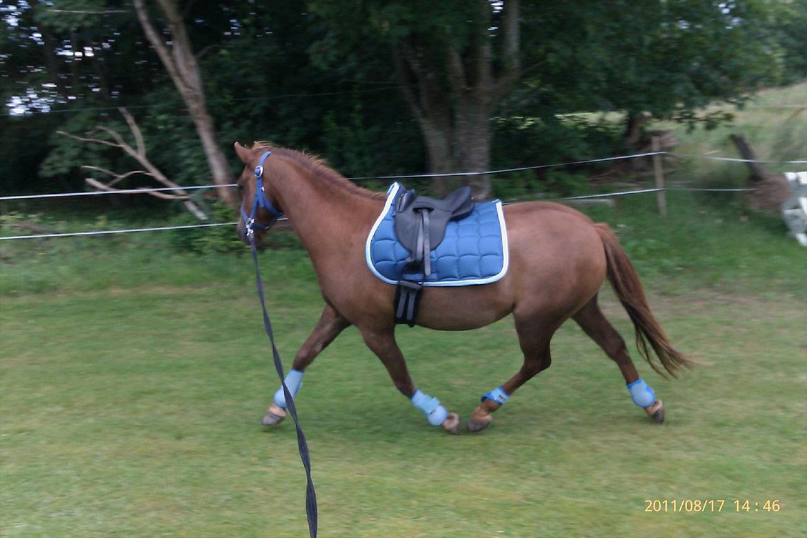 Welsh Pony (sec B) Bjerregårds Gandalf billede 11