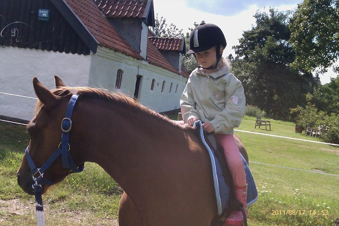 Welsh Pony (sec B) Bjerregårds Gandalf - Gandalf med min datter Nadia billede 3