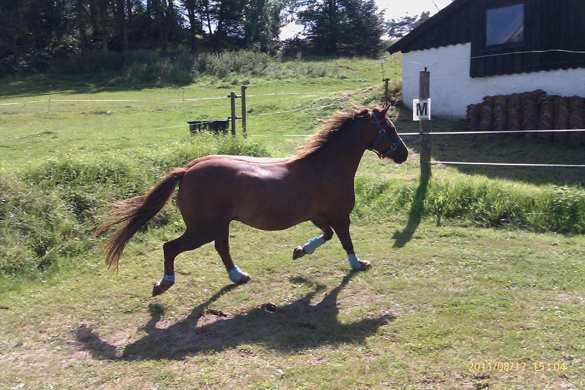 Welsh Pony (sec B) Bjerregårds Gandalf - en lille trav billede 10