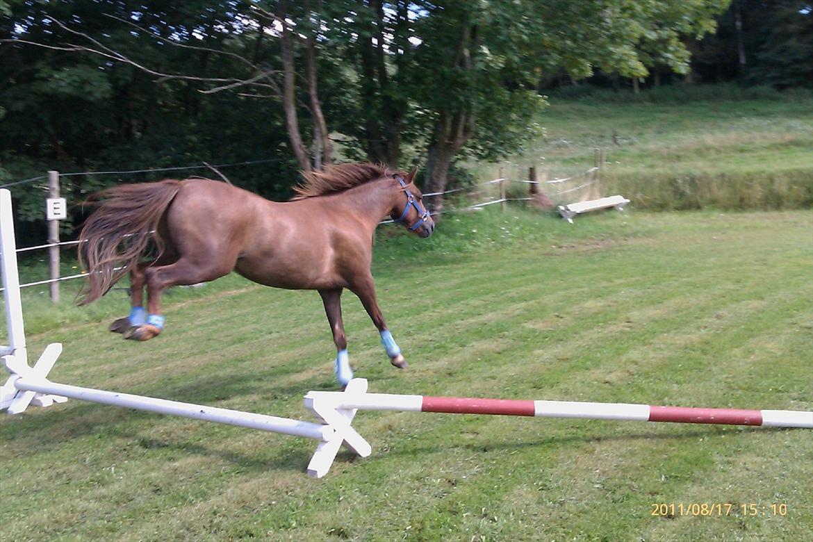 Welsh Pony (sec B) Bjerregårds Gandalf - Gandalf's første spring ;o) billede 8