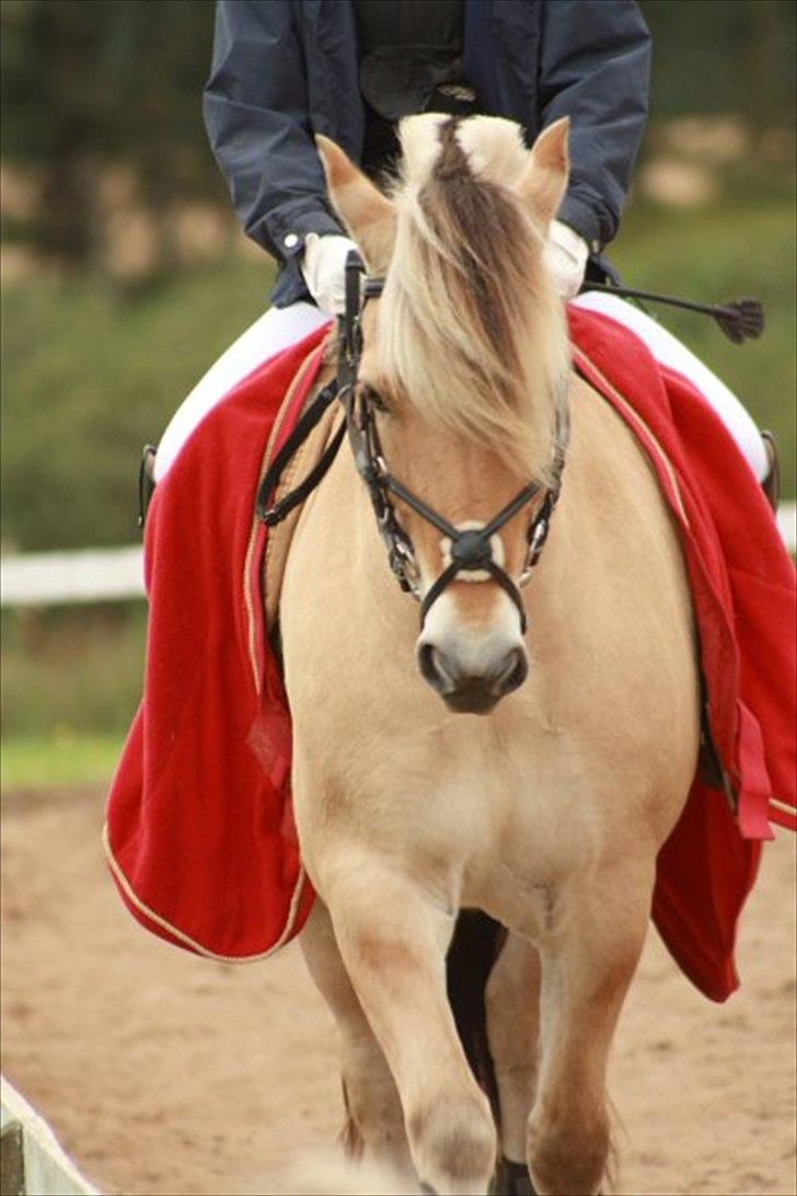 Fjordhest Gajol Møldrup - Fotograf: Anne-Katrine Nielsen billede 11