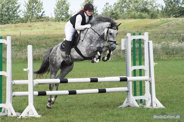 New Forest Rødtjørns Geronimo - VDM 2009 billede 4