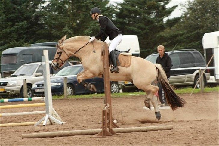 Fjordhest Gajol Møldrup - Fotograf: Anne-Katrine Nielsen billede 4
