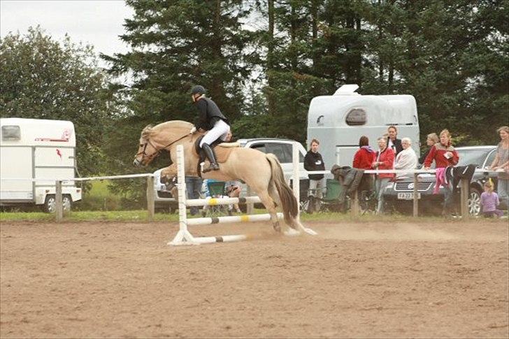 Fjordhest Gajol Møldrup - Fotograf: Anne-Katrine Nielsen billede 8