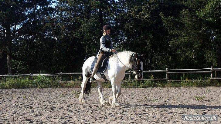 Irish Cob Django - long time a go! Lige da vi startede på akademisk arbejde (sådan da) September 2010 billede 16