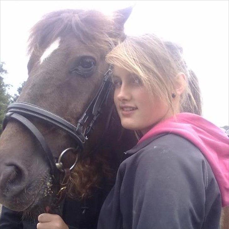 Hollandsk Sportspony KING<3 billede 3