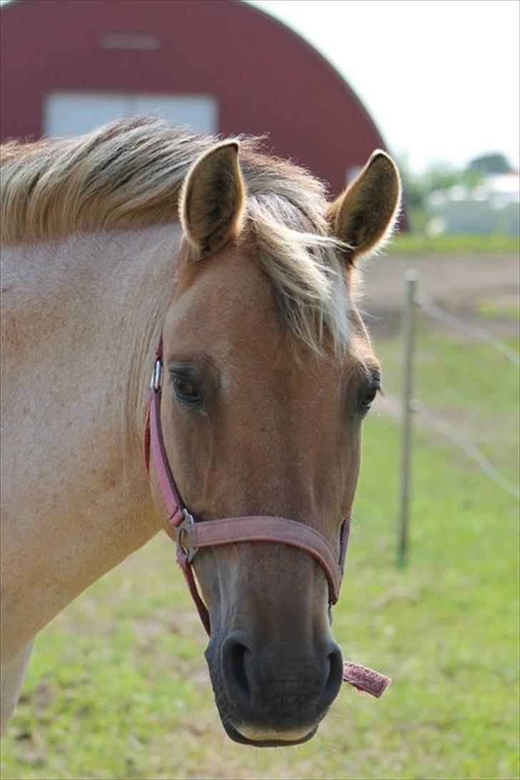 Anden særlig race Odin billede 1
