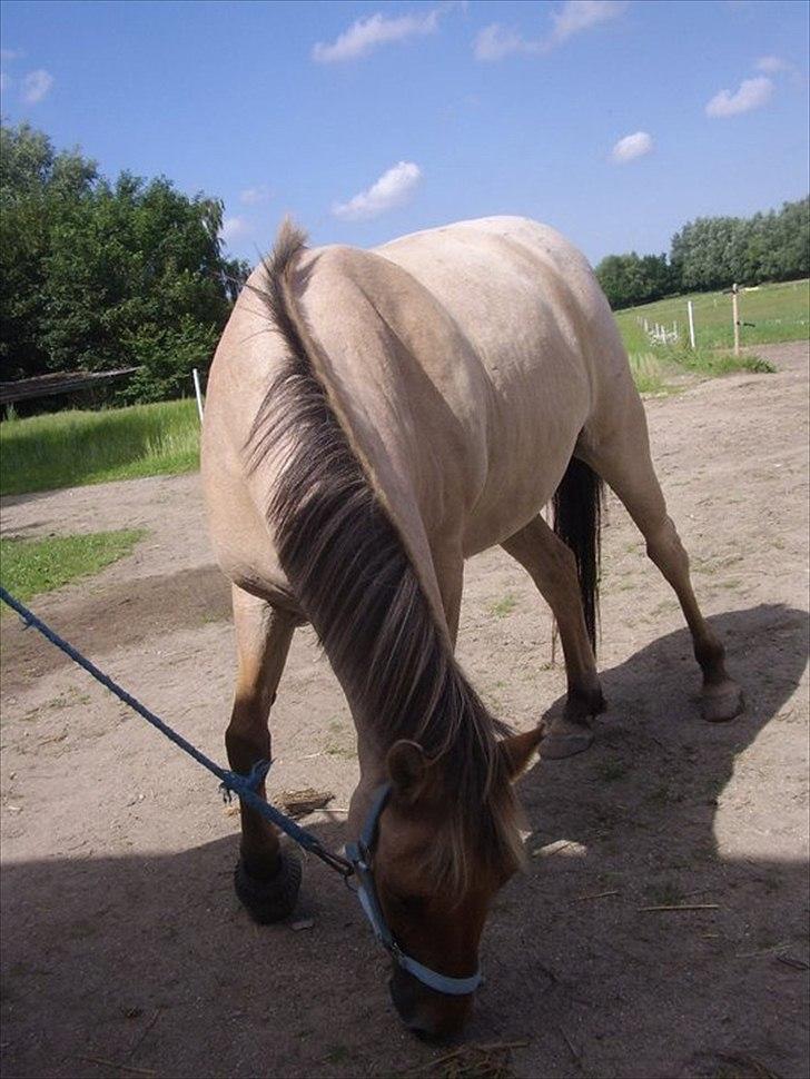 Anden særlig race Odin billede 2