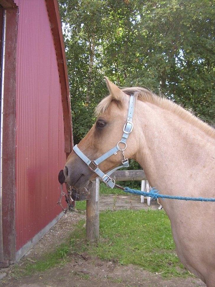 Anden særlig race Odin billede 3