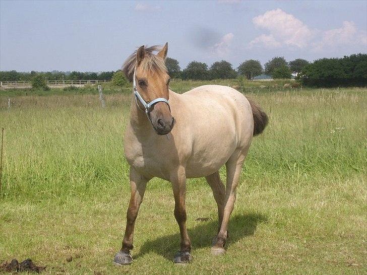 Anden særlig race Odin billede 4