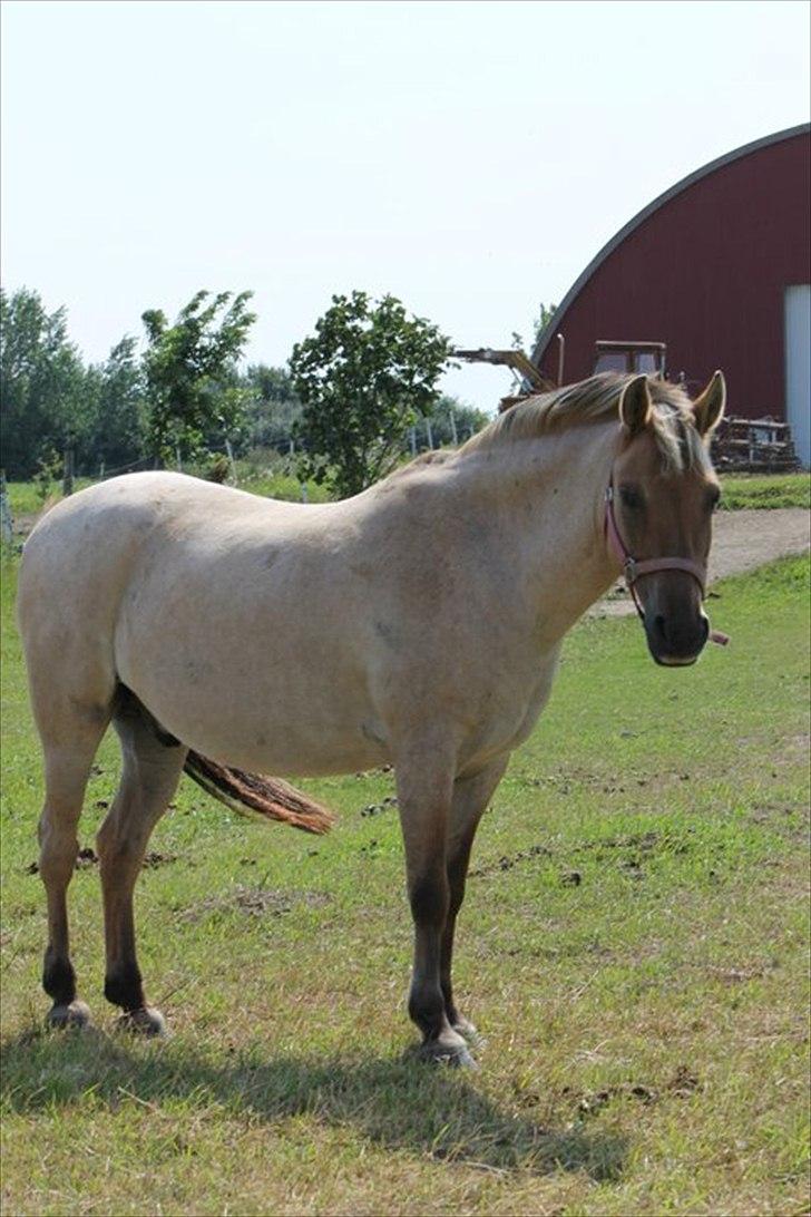 Anden særlig race Odin billede 5