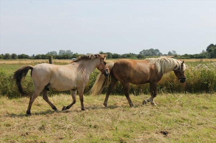 Anden særlig race Odin billede 6
