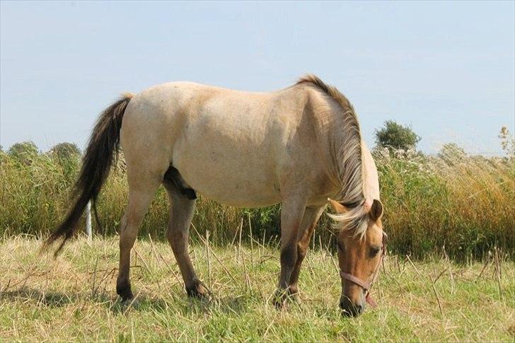 Anden særlig race Odin billede 7