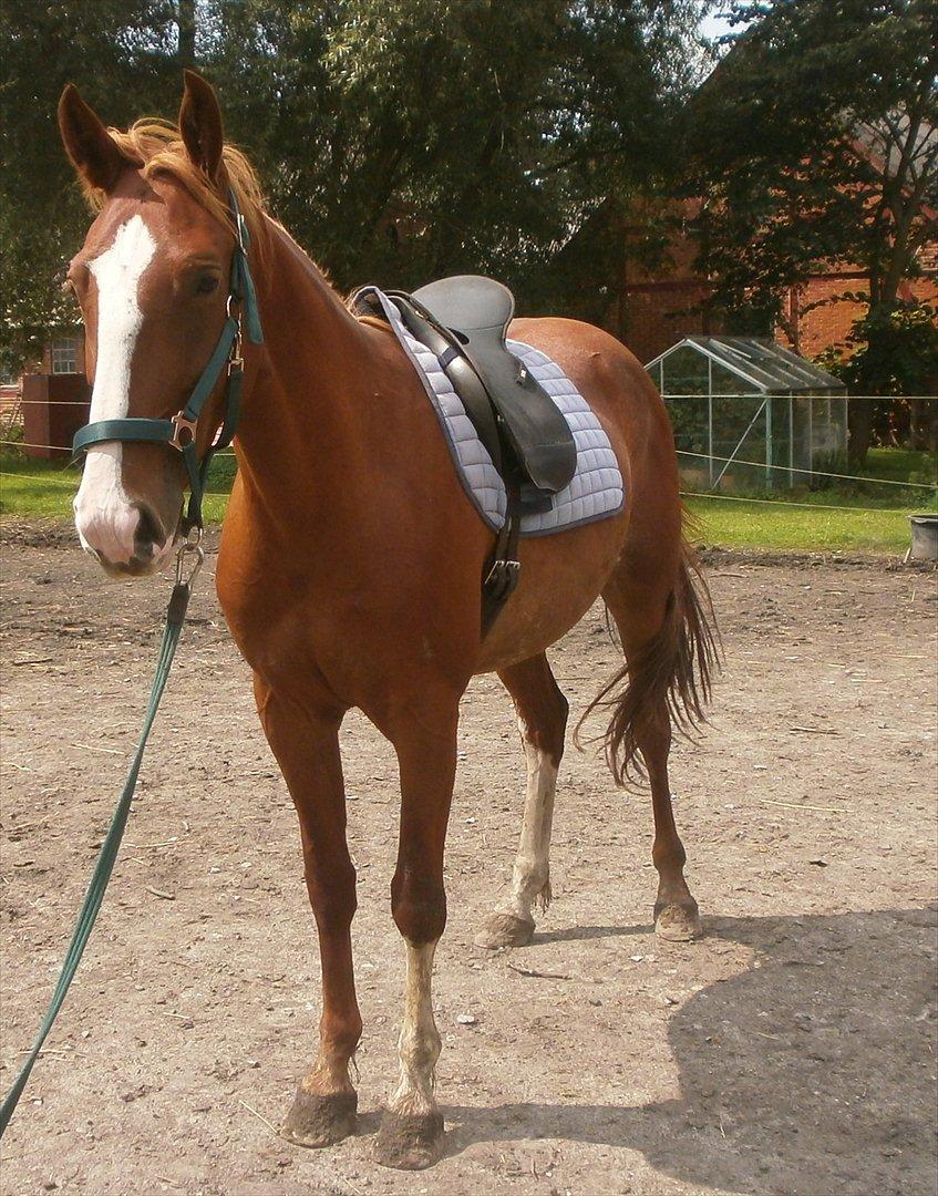 Frederiksborg Pricella billede 18