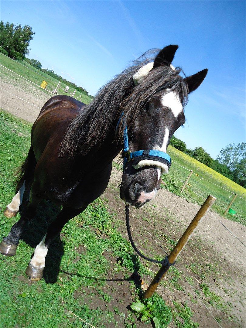 Tinker Major Mentz ( tidligere hest ) billede 16