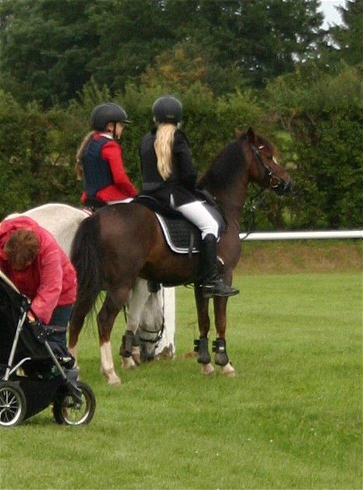 Appaloosa Bandana Joe *Byttet;/* - 6) Joey og hans nye ejer!<3 billede 6