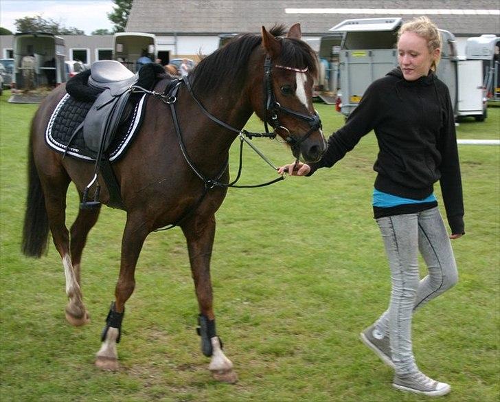 Appaloosa Bandana Joe *Byttet;/* billede 16