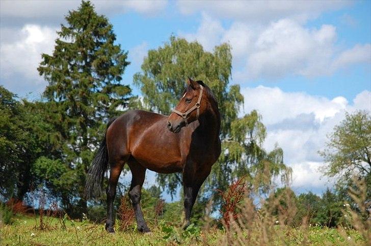 Tysk Sportspony Nixe Noel - 9: smukkedyret i den vaarme sommersol !<3

Foto - Elena Frees <3 billede 11