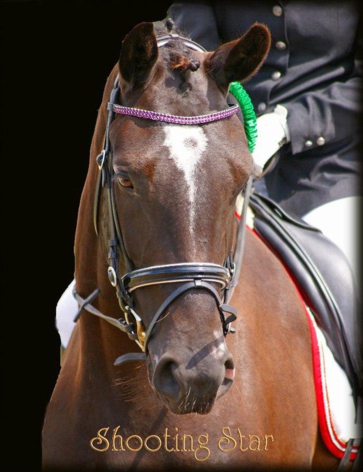 Oldenborg Schooting Star | DRØMMEHESTEN | R.I.P ):<3 - 1: Velkommen til Schooting Star's profil læg gerne en Kommentar&Bedømmelse 
Fotograf : Tina Feldtmose billede 5