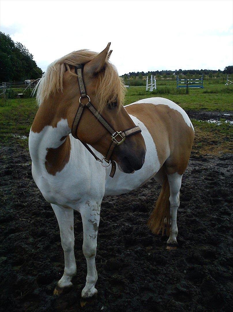 Anden særlig race Sønderstrandens Pepsi [Solgt] - verdens smukkeste pony :* <3

Sommerferie 2011 billede 3