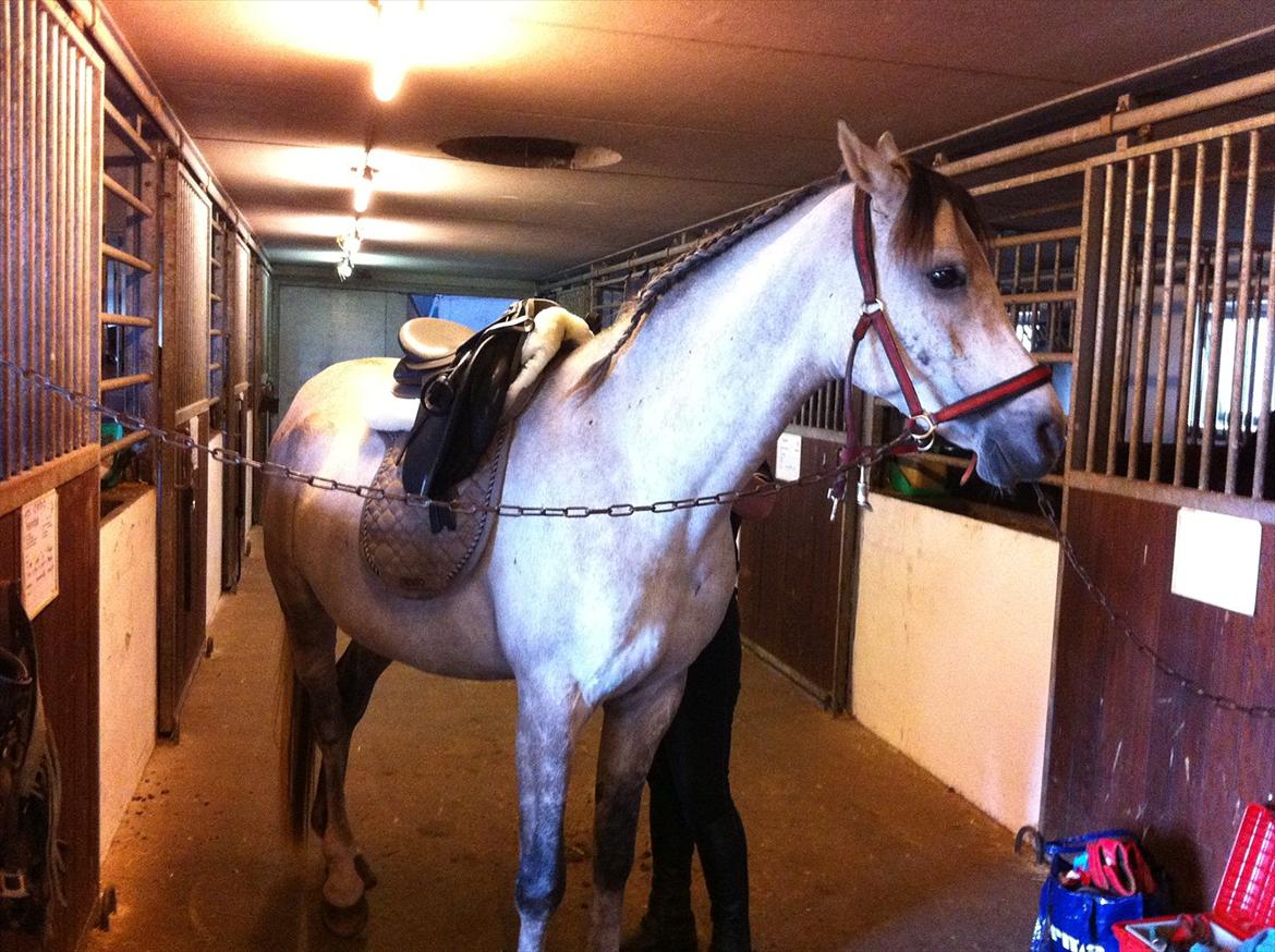 Arabisk fuldblod (OX) Jete's Estopa of TAS - Vi havde købt lammeskind til sadlen... men så kunne gjorden ikke lukkes... Hehe... det ender jo med at han skal på slank... billede 12