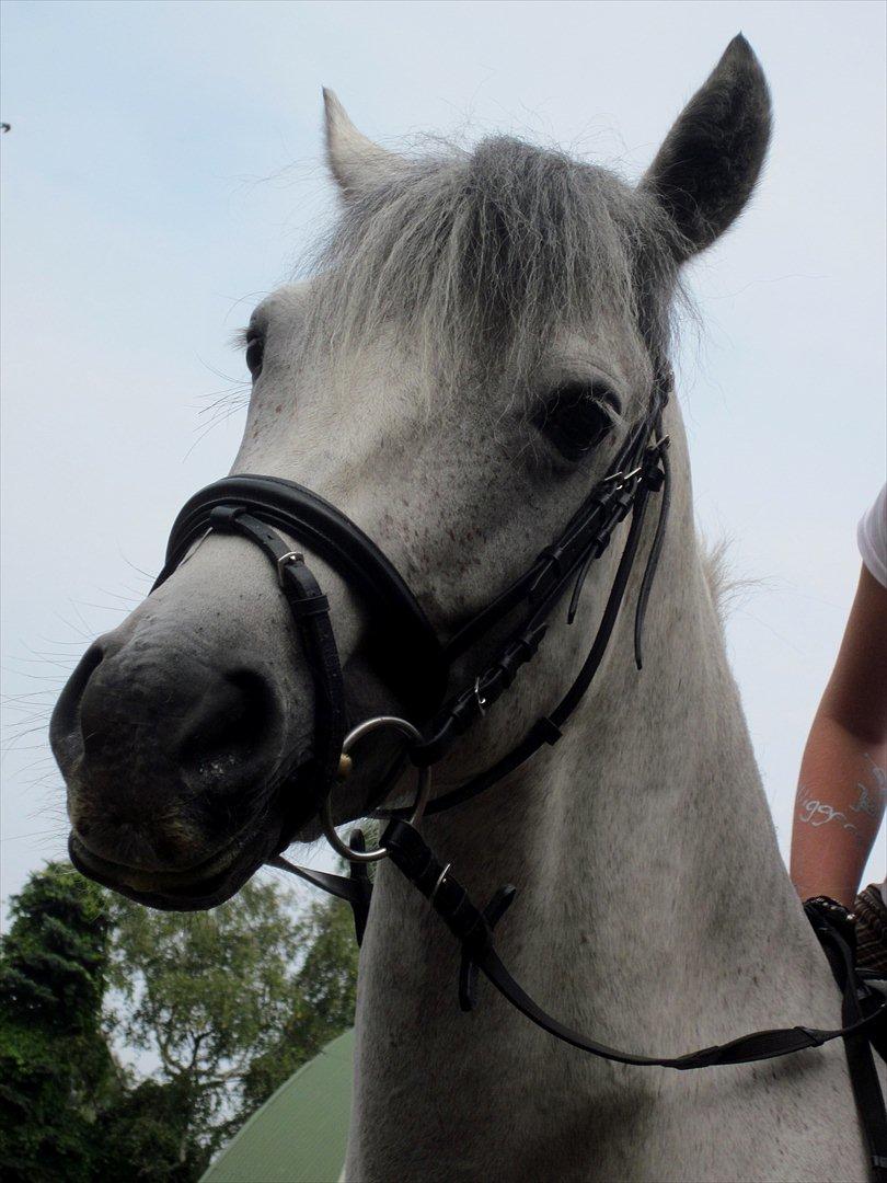 Connemara | Nørlunds Irish Rose | Made in heaven -  jeg elsker dig. <3
 billede 8