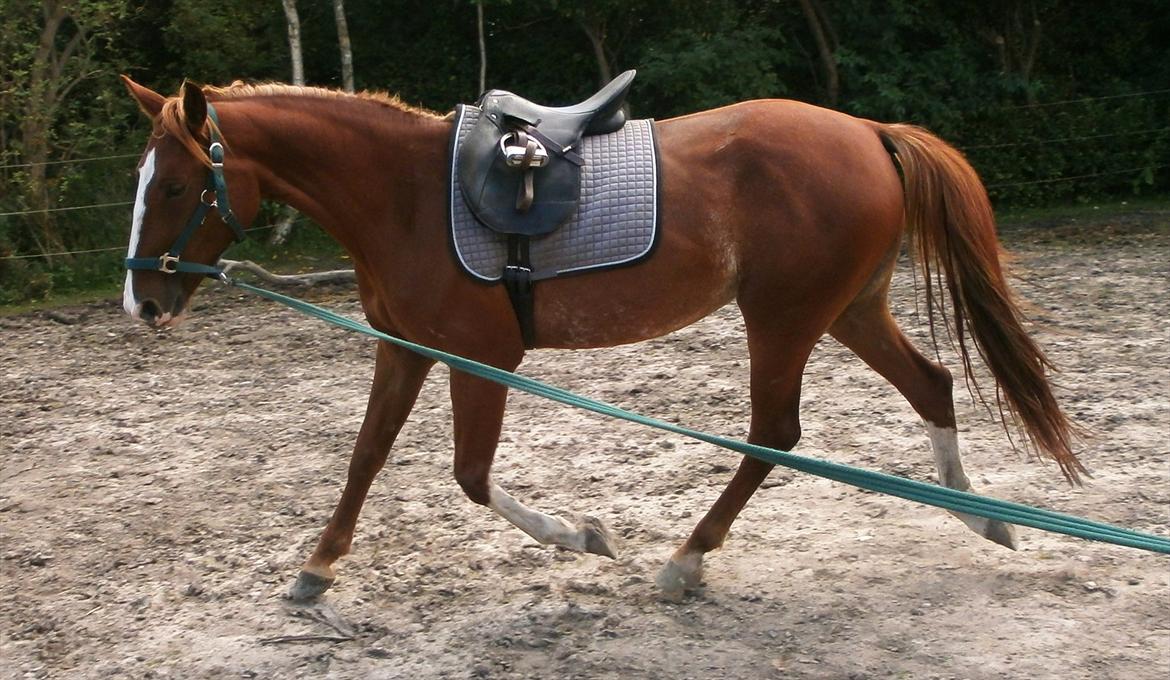 Frederiksborg Pricella billede 3