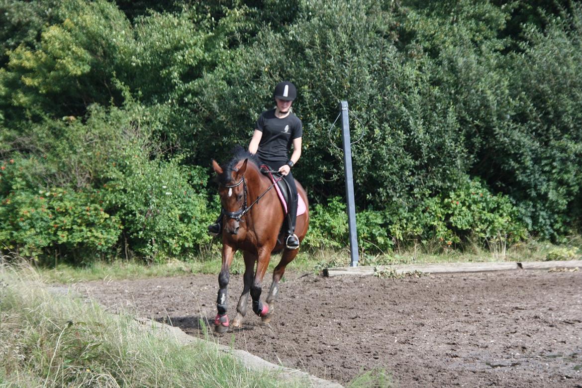 Standardbred Good As Perfect - I galop på Skåde Ridecenter. :) (foto: Nicolai/kamera) billede 1