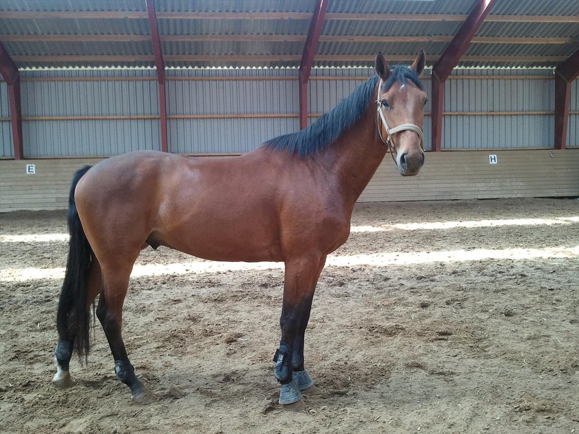 Dansk Varmblod Åtoftens Lericko billede 17