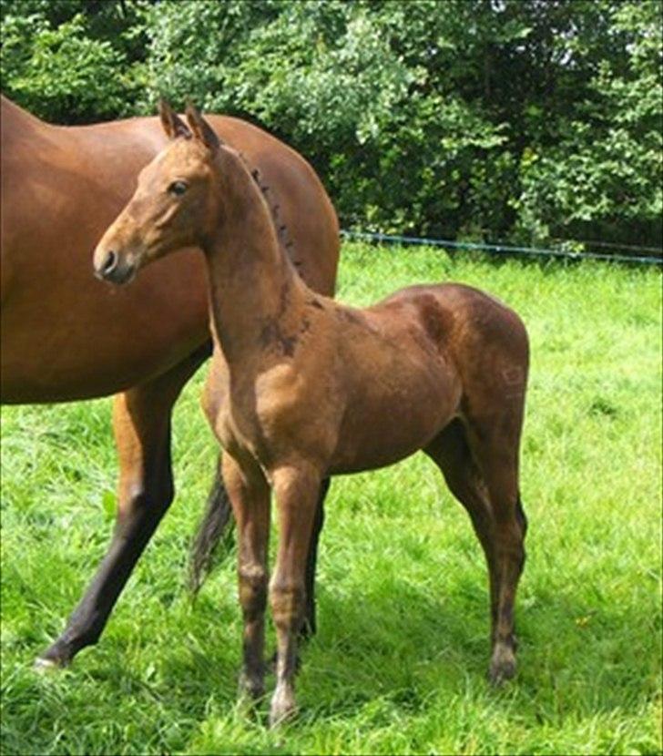 Dansk Varmblod Åtoftens Lericko - Også Lericko som føl :-) billede 19
