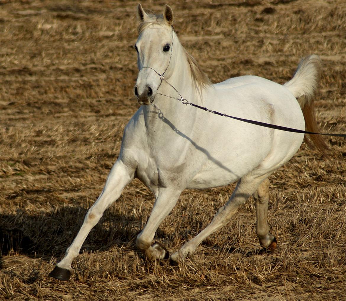 Arabisk fuldblod (OX) Estacia - Estacia efteråret 2009 billede 12