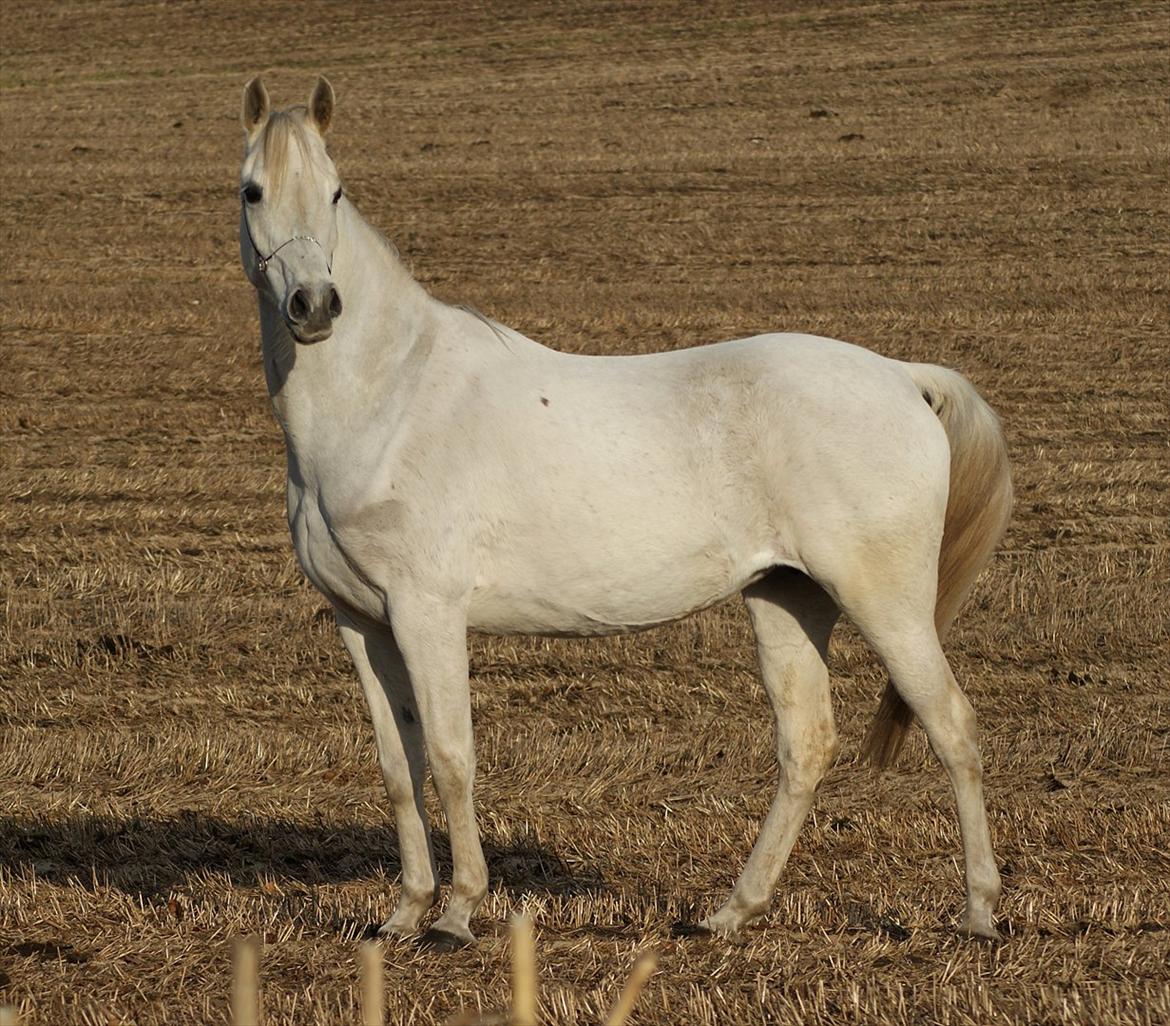 Arabisk fuldblod (OX) Estacia - Estacia efteråret 2009 billede 13