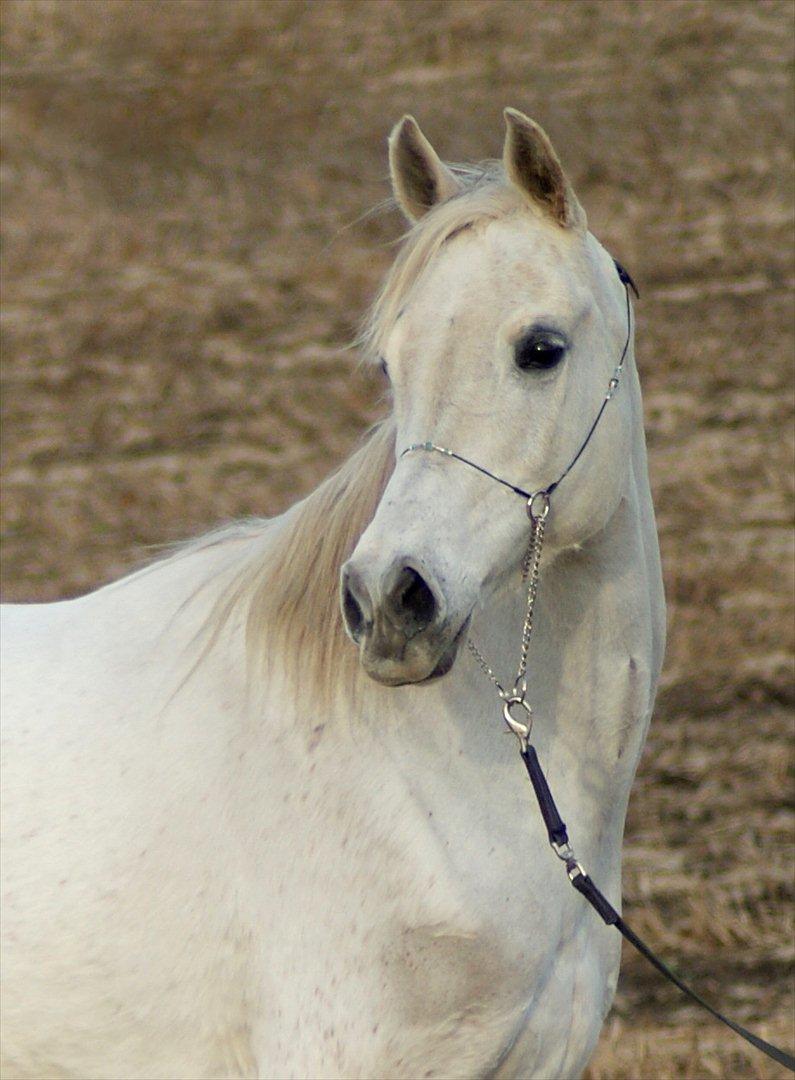 Arabisk fuldblod (OX) Estacia - Estacia efteråret 2009 billede 14