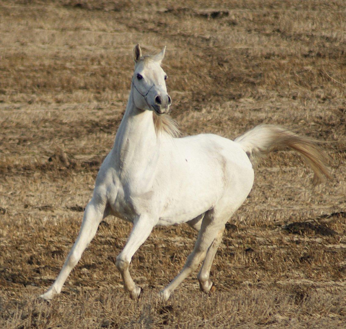 Arabisk fuldblod (OX) Estacia - Estacia efteråret 2009 billede 15