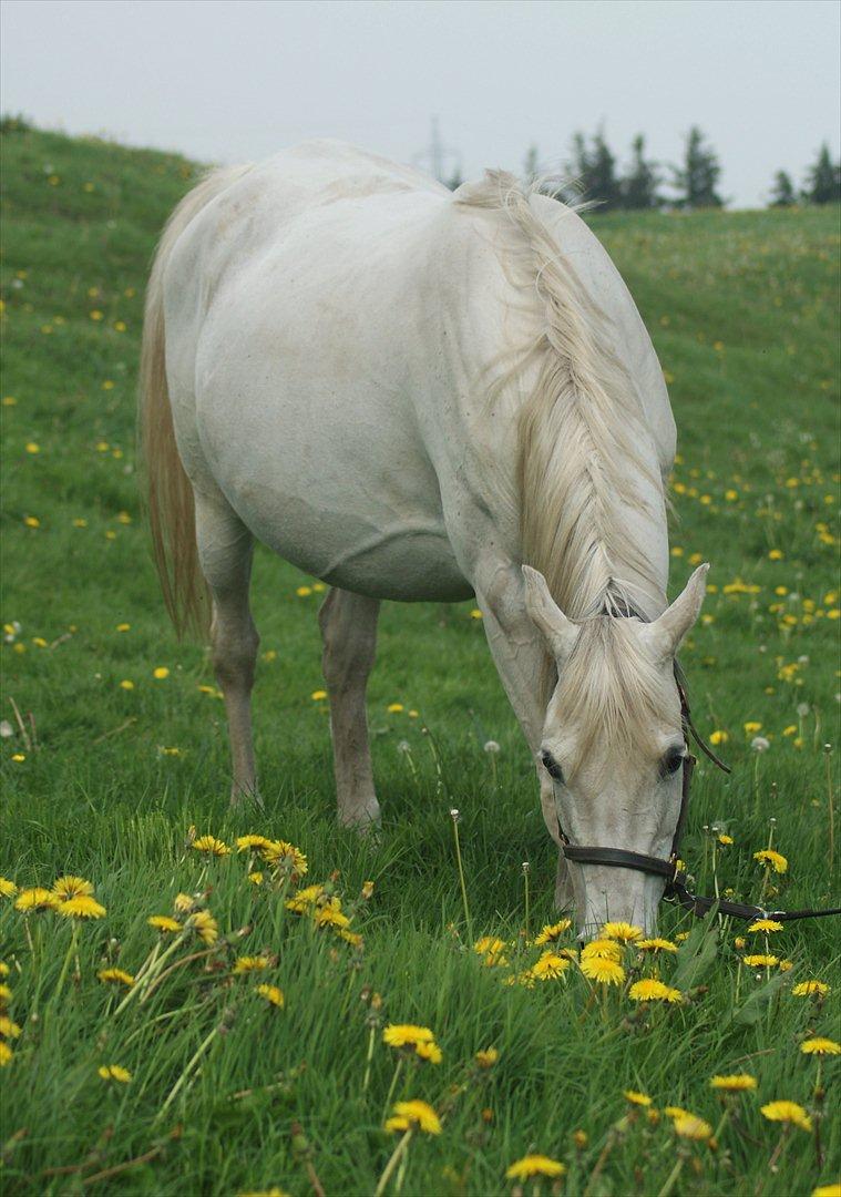 Arabisk fuldblod (OX) Estacia - Højdrægtige Estacia, foråret 2011 billede 9