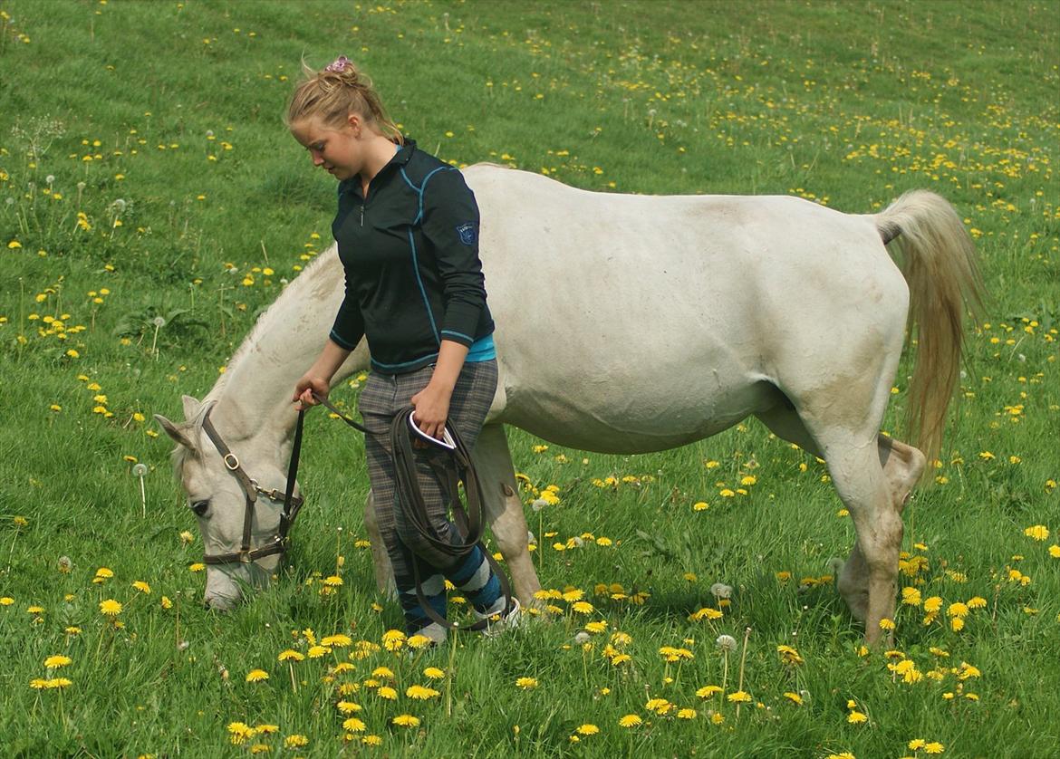 Arabisk fuldblod (OX) Estacia - Højdrægtige Estacia, foråret 2011 billede 10