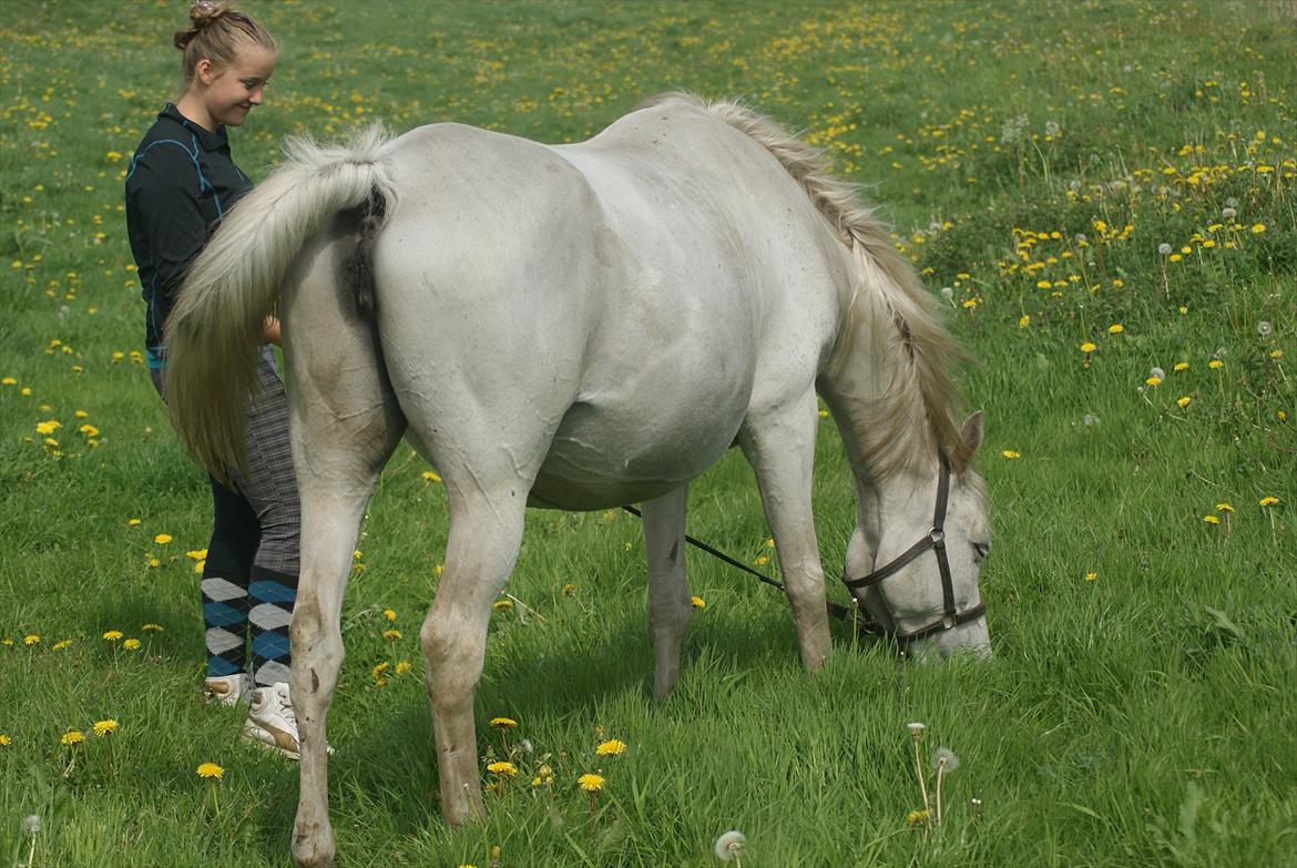 Arabisk fuldblod (OX) Estacia - Højdrægtige Estacia, foråret 2011 billede 11