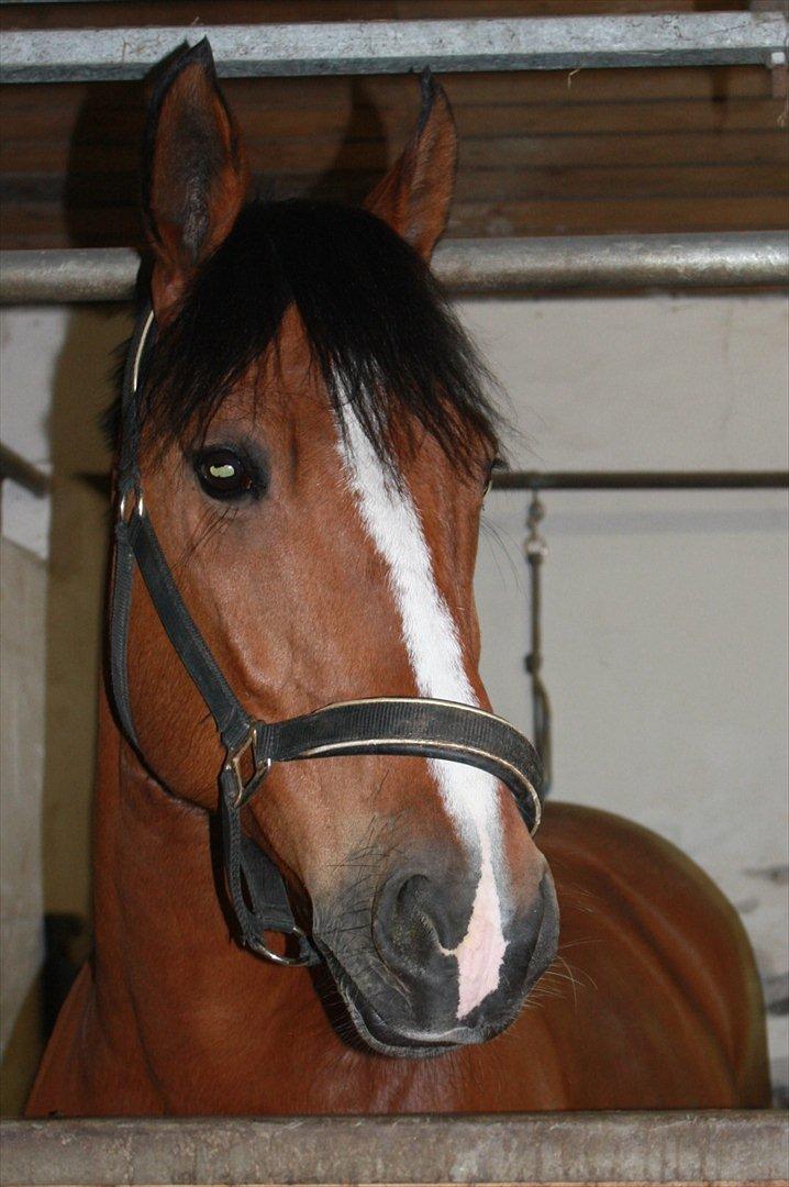 Anden særlig race Jack - Jack i stalden foto: Anne-Mette F. billede 1