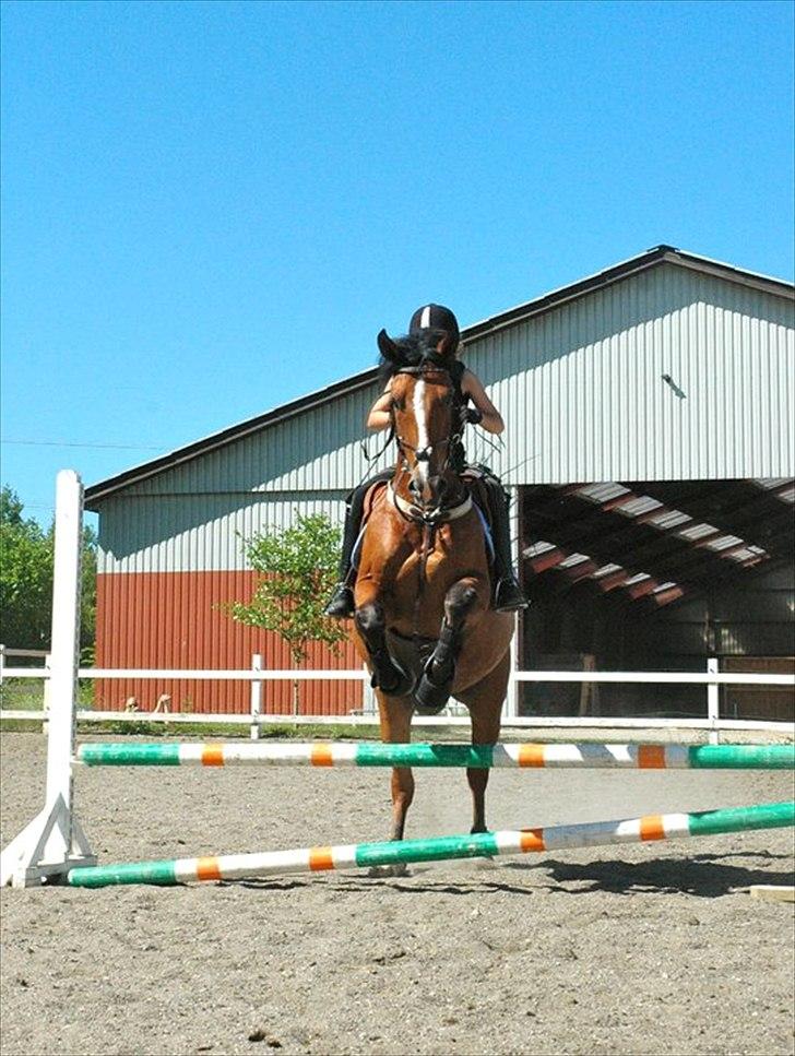 Anden særlig race Jack - Emilie springer på jacki foto:Marie-Louise K. billede 5