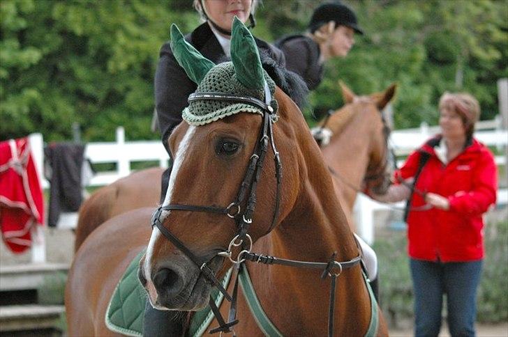 Anden særlig race Jack - Jack og hans mor foto:Marie-Louise K. billede 8