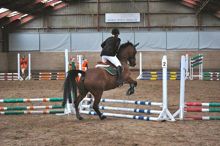 Anden særlig race Jack - Jack og hans mor foto:Marie-Louise K. billede 9