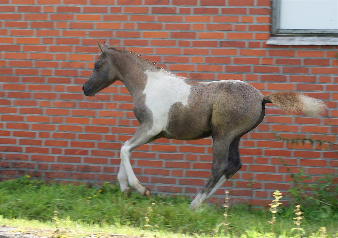 Pinto Extassie Vildal *SOLGT* - Extassie 2 mdr. gammel - fin og flettet. billede 14