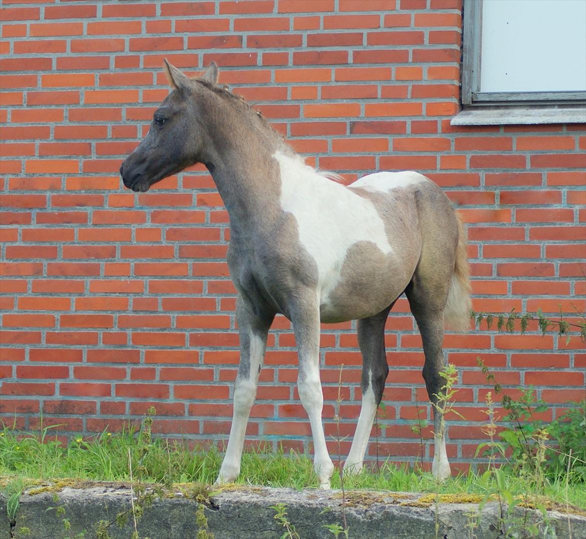 Pinto Extassie Vildal *SOLGT* - Extassie 2 mdr. gammel - fin og flettet. billede 13